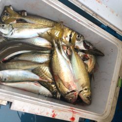 ヤザワ渡船 釣果
