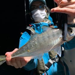 エヌスタイル 釣果