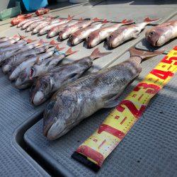 遊漁船高橋 釣果