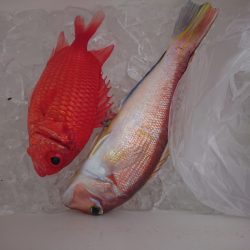清和丸 釣果