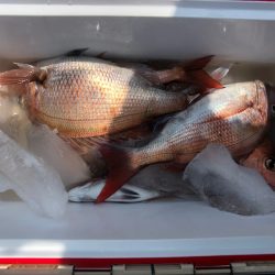 第二八坂丸 釣果