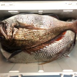 第二八坂丸 釣果