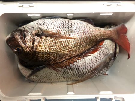 第二八坂丸 釣果