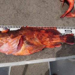 ブルースフィッシングサービス 釣果