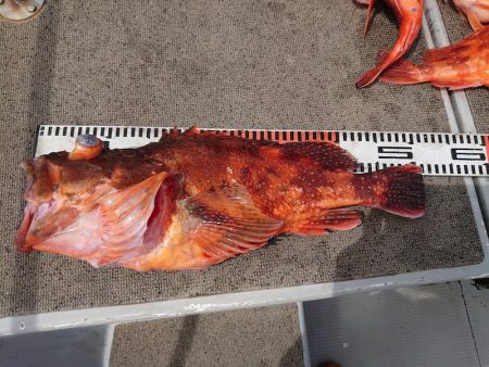 ブルースフィッシングサービス 釣果