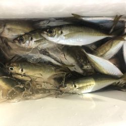 ヤザワ渡船 釣果