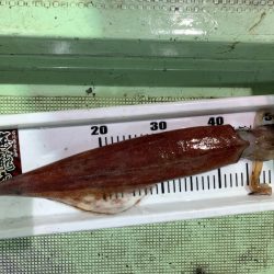 海龍丸（石川） 釣果