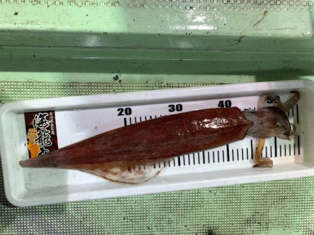 海龍丸（石川） 釣果