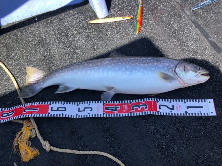 第二　つれたか丸 釣果