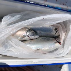 第二　つれたか丸 釣果