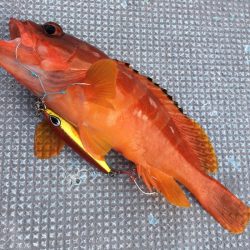 渡船屋たにぐち 釣果