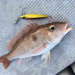 渡船屋たにぐち 釣果