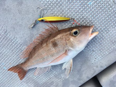 渡船屋たにぐち 釣果