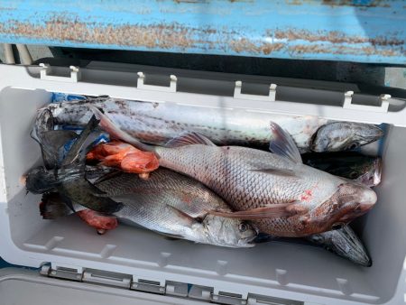 みやけ丸 釣果