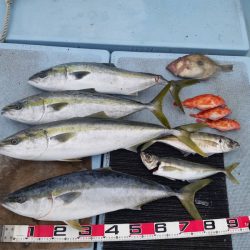 清和丸 釣果