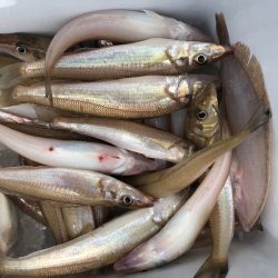 フィッシング キッタカ 釣果