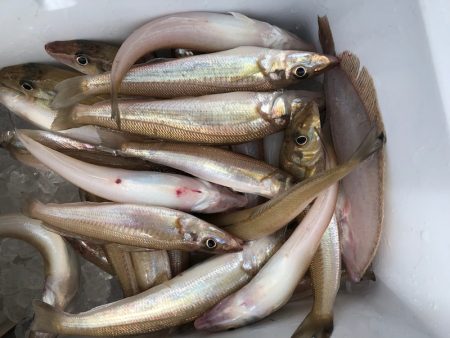 フィッシング キッタカ 釣果