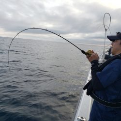 シーライオン 釣果