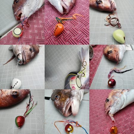 シーライオン 釣果