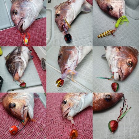 シーライオン 釣果