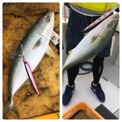 ビッグファイター 釣果