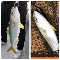 ビッグファイター 釣果