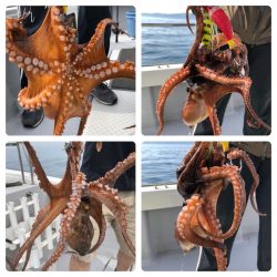 ビッグファイター 釣果