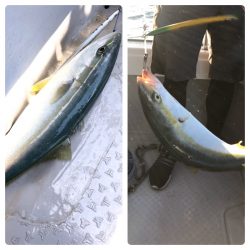 ビッグファイター 釣果