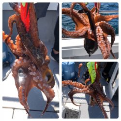 ビッグファイター 釣果