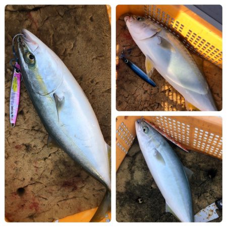 ビッグファイター 釣果