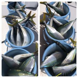 ビッグファイター 釣果