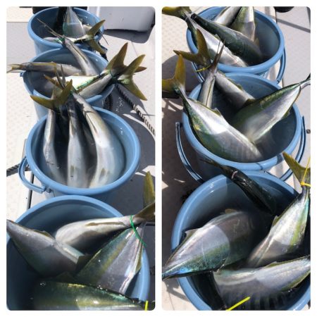 ビッグファイター 釣果