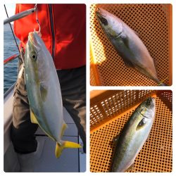 ビッグファイター 釣果