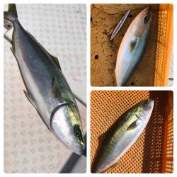 ビッグファイター 釣果