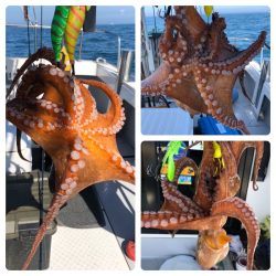 ビッグファイター 釣果