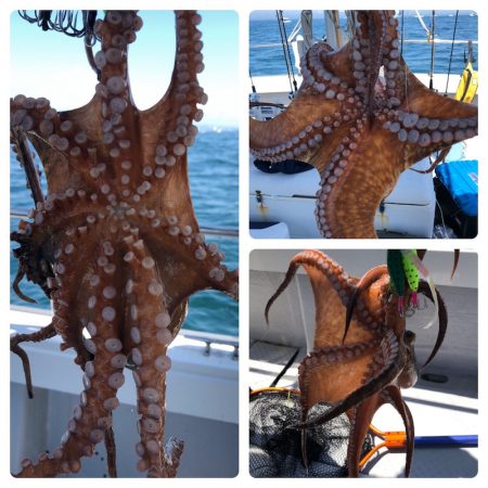 ビッグファイター 釣果