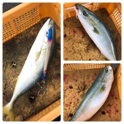 ビッグファイター 釣果