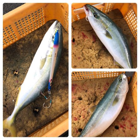 ビッグファイター 釣果