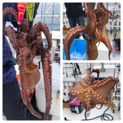 ビッグファイター 釣果