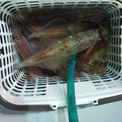 シーライオン 釣果