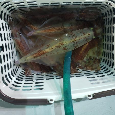 シーライオン 釣果