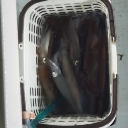 シーライオン 釣果