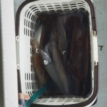 シーライオン 釣果