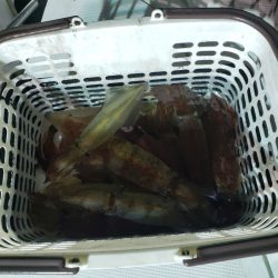 シーライオン 釣果