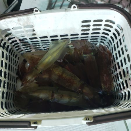 シーライオン 釣果