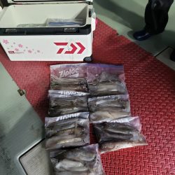 シーライオン 釣果