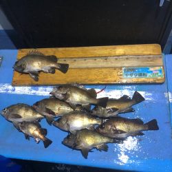 ヤザワ渡船 釣果