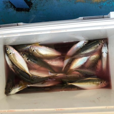 ヤザワ渡船 釣果