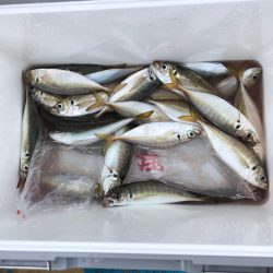 ヤザワ渡船 釣果