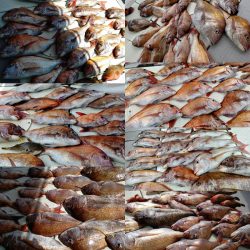 タイラバ遊漁船 ワンピース 釣果